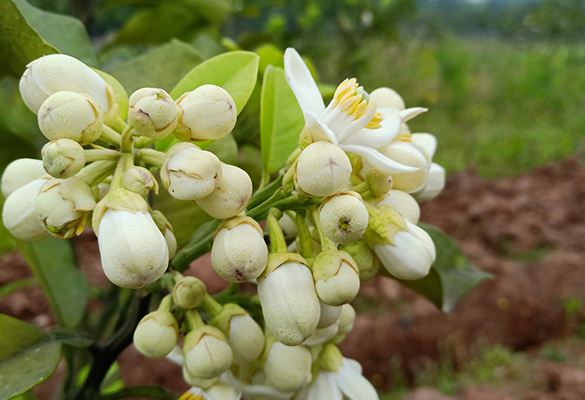 重慶陽(yáng)光玫瑰葡萄 _花果園