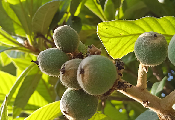 重慶陽(yáng)光玫瑰葡萄 _花果園