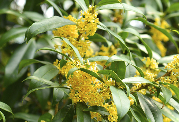 重慶陽(yáng)光玫瑰葡萄 _花果園